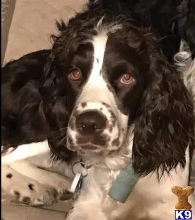 English Springer Spaniel female dog