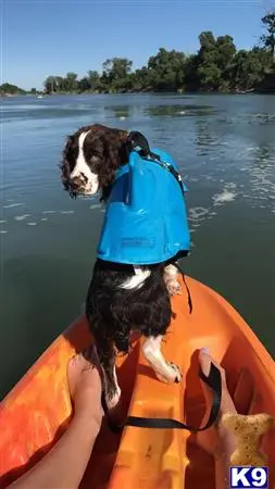 English Springer Spaniel female dog