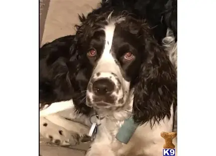 English Springer Spaniel