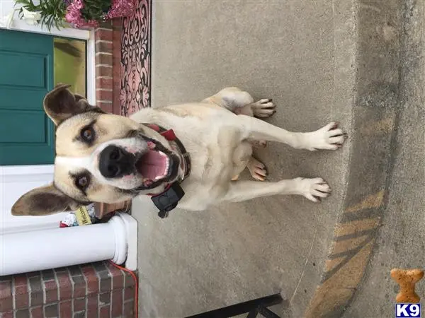 Mixed Breed stud dog