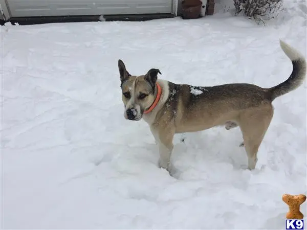 Mixed Breed stud dog