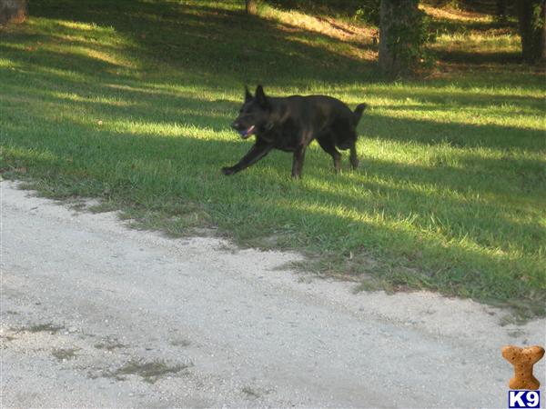 German Shepherd