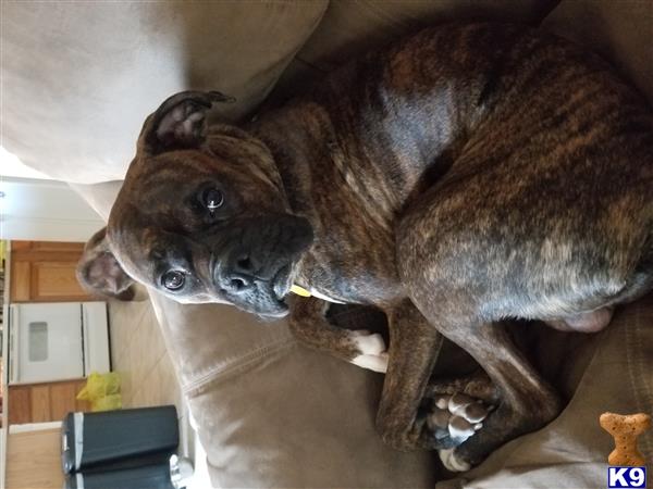 a boxer dog with a toy in its mouth