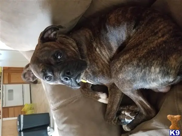 Boxer stud dog