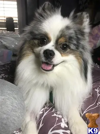 Pomeranian stud dog