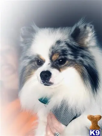 Pomeranian stud dog