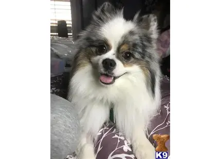 Pomeranian