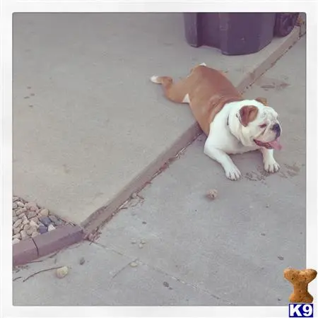 English Bulldog stud dog