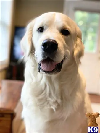 Golden Retriever stud dog