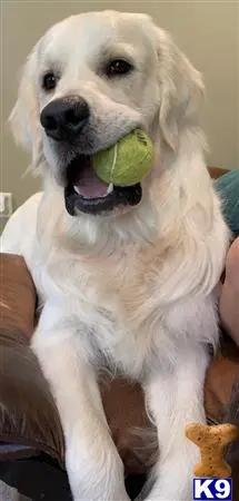 Golden Retriever stud dog