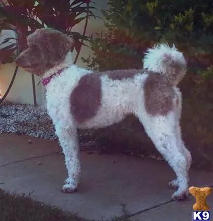 Australian Labradoodles female dog