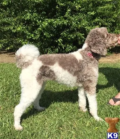 Australian Labradoodles female dog