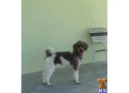 Australian Labradoodles