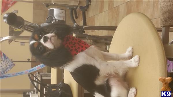 a cavalier king charles spaniel dog lying on its back