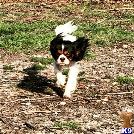 Cavalier King Charles Spaniel stud dog