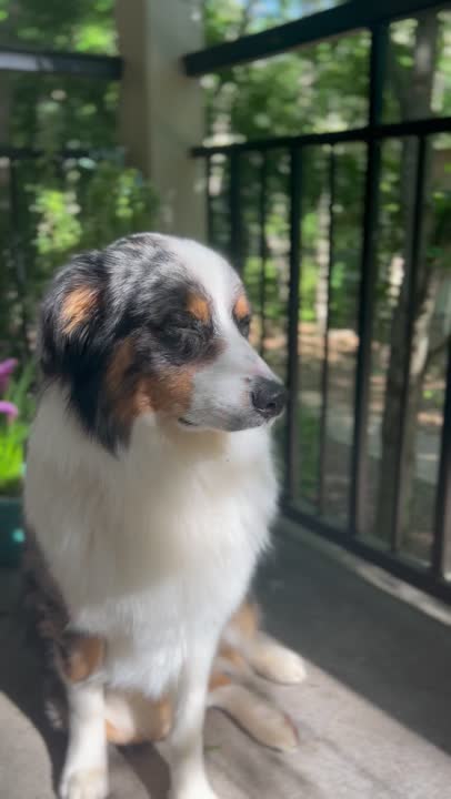 Australian Shepherd stud dog: Error: Operation returned an invalid status code BadRequest<br/>Stack Trace:    at Microsoft.Azure.CognitiveServices.Vision.ComputerVision.ComputerVisionClient.<DescribeImageInStreamWithHttpMessagesAsync>d__41.MoveNext()
--- End of stack t