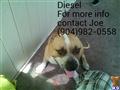 American Pit Bull stud dog: Tan and white American Pit Bull sitting indoors with tongue out