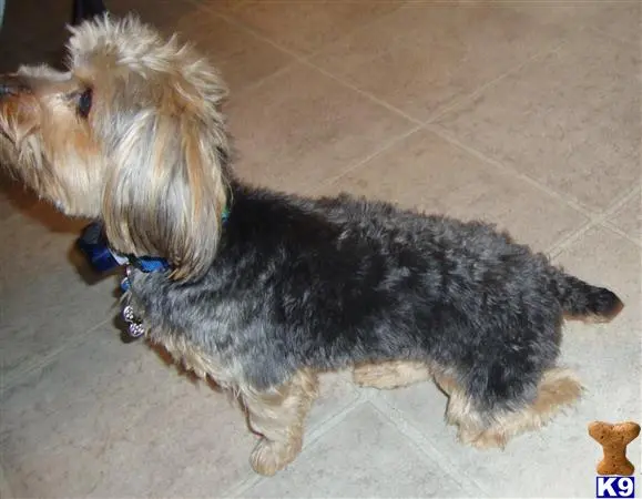 Yorkshire Terrier stud dog