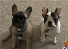 bulldog puppies for sale in ri bulldog puppies for sale ri photo bulldog puppies for sale in ri bulldog puppies for sale ri photo