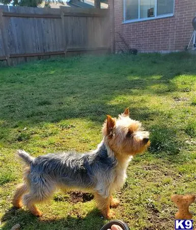 Yorkshire Terrier