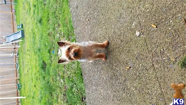 Yorkshire Terrier stud dog