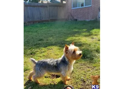 Yorkshire Terrier