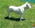 American Pit Bull stud dog: White American Pit Bull with a black patch, standing on grass