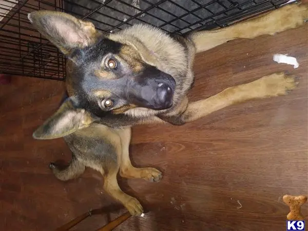 German Shepherd female dog