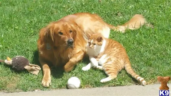 Golden Retriever stud dog