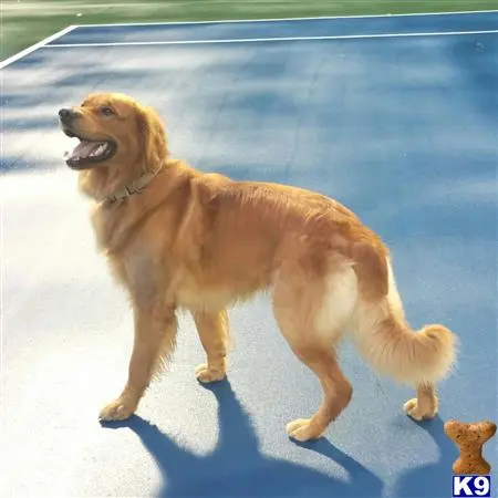 Golden Retriever stud dog