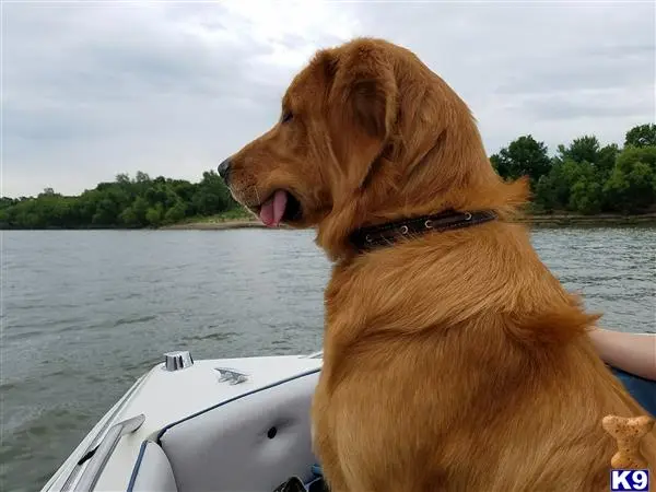 Golden Retriever stud dog