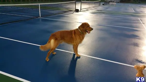 Golden Retriever stud dog