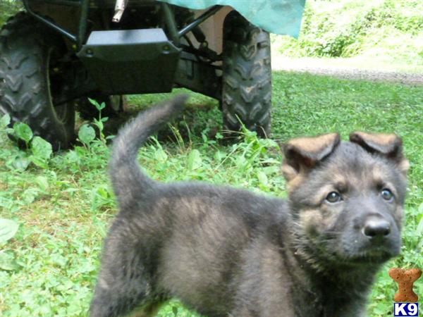 german shepherd puppy posted by joanro