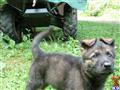 german shepherd puppy posted by joanro