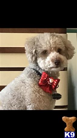 a poodle dog wearing a bow tie