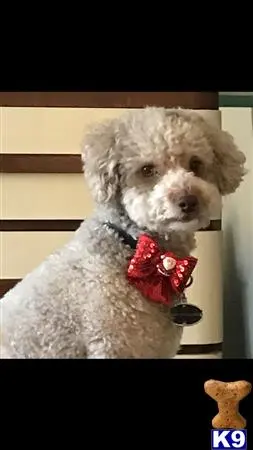 Poodle stud dog