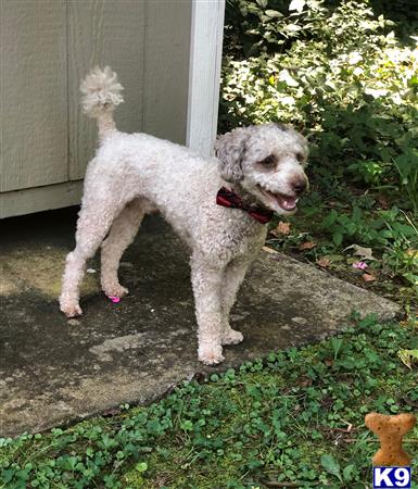 Poodle stud dog