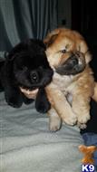 chow chow puppy posted by joe_karlson