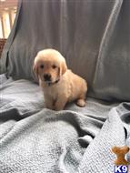 golden retriever puppy posted by joearagon