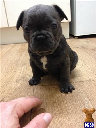 French Bulldog