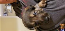 german shepherd puppy posted by joecatran