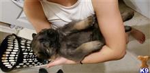 german shepherd puppy posted by joecatran