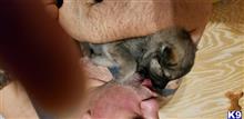 german shepherd puppy posted by joecatran