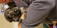 german shepherd puppy posted by joecatran