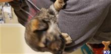 german shepherd puppy posted by joecatran
