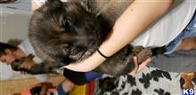 german shepherd puppy posted by joecatran