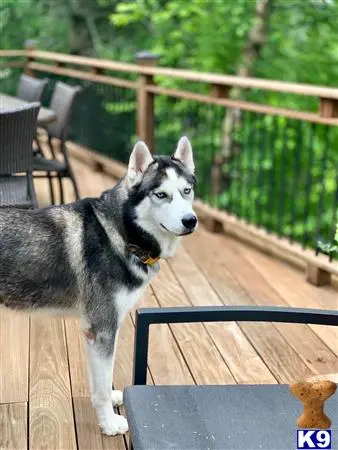 Siberian Husky stud dog