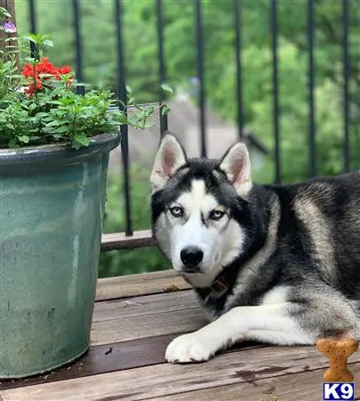 Siberian Husky stud dog