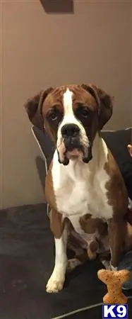 Boxer stud dog