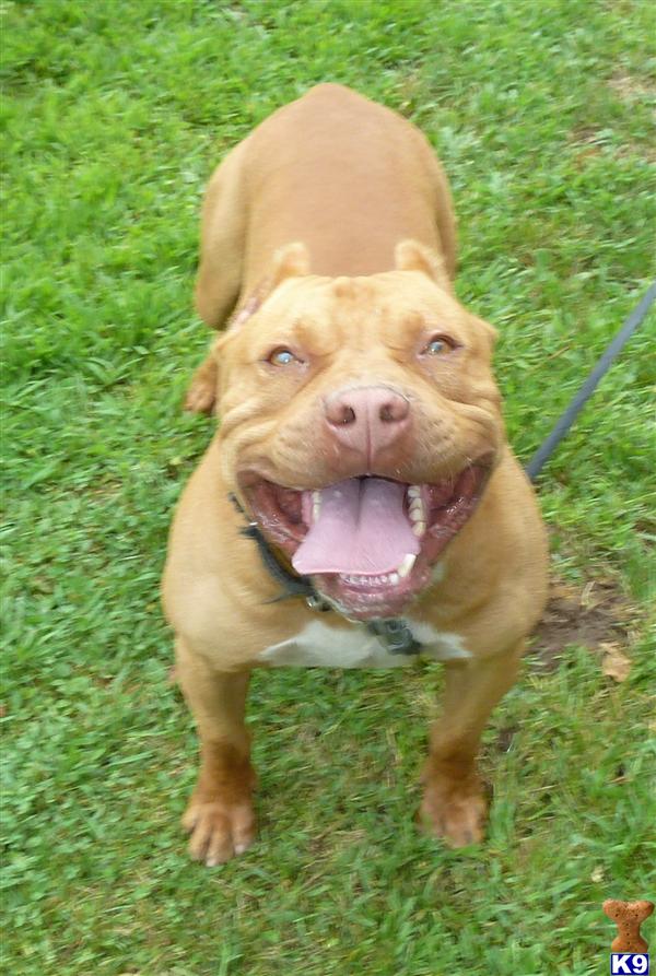 nose american pitbull terrier puppies for sale american pit bull puppy for sale world class nose american pit bull terriers 5 nose american pitbull terrier puppies for sale american pit bull puppy for sale world class nose american pit bull terriers 5